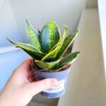 Sansewieria / Sansevieria hahni Superstar - obrazek 9