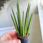Sansewieria / Sansevieria Mikado - obrazek 2