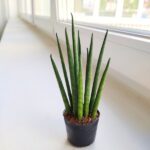 Sansewieria / Sansevieria Mikado - obrazek 5