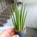 Sansewieria / Sansevieria Mikado - obrazek 4