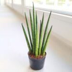 Sansewieria / Sansevieria Mikado