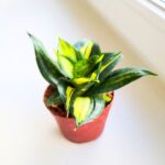 Sansewieria / Sansevieria Spiral Star - obrazek 3