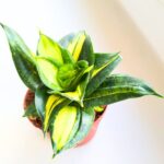 Sansewieria / Sansevieria Spiral Star - obrazek 2