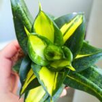 Sansewieria / Sansevieria Spiral Star - obrazek 7