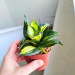 Sansewieria / Sansevieria Spiral Star - obrazek 6