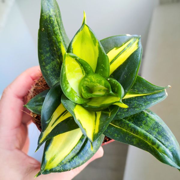 sansevieria sansewieria spiral star (6) Sansewieria / Sansevieria Spiral Star - obrazek 1
