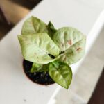 Syngonium Milk Confetti - obrazek 14