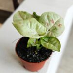 Syngonium Milk Confetti - obrazek 13