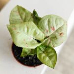 Syngonium Milk Confetti