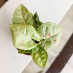 Syngonium Milk Confetti - obrazek 11