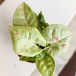Syngonium Milk Confetti - obrazek 10