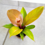 Philodendron Prince of Orange w donicy kokosowej