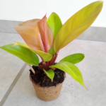 Philodendron Prince of Orange w donicy kokosowej - obrazek 3