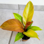 Philodendron Prince of Orange w donicy kokosowej - obrazek 4