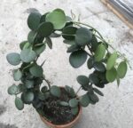 "Hoja Madagaskaru" Xerosicyos danguyi / Silver dollar plant - obrazek 8