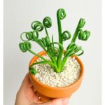 Albuca Spiralis Frizzle Sizzle