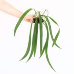 Anthurium / Anturium Vittarifolium