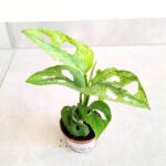 Monstera Mint - obrazek 4