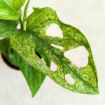 Monstera Mint - obrazek 2