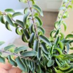 Aeschynanthus hybrid TWISTER - obrazek 2