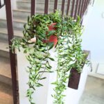 Aeschynanthus hybrid TWISTER / Eszynantus - obrazek 12