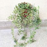 Aeschynanthus hybrid TWISTER / Eszynantus