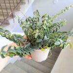 Aeschynanthus hybrid TWISTER