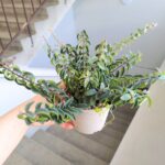 Aeschynanthus hybrid TWISTER - obrazek 5