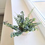 Aeschynanthus hybrid TWISTER - obrazek 4