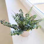 Aeschynanthus hybrid TWISTER - obrazek 3