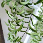 Aeschynanthus hybrid TWISTER / Eszynantus - obrazek 10