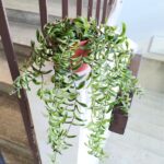 Aeschynanthus hybrid TWISTER / Eszynantus - obrazek 9