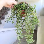 Aeschynanthus hybrid TWISTER / Eszynantus - obrazek 8