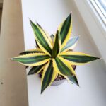Agawa / Agave Iophantha Quadricolor - obrazek 8