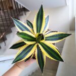 Agawa / Agave Iophantha Quadricolor - obrazek 10
