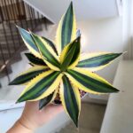 Agawa / Agave Iophantha Quadricolor