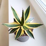 Agawa / Agave Iophantha Quadricolor - obrazek 2