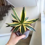 Agawa / Agave Iophantha Quadricolor - obrazek 11