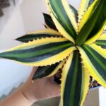 Agawa / Agave Iophantha Quadricolor - obrazek 3