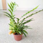 Aglaomorpha Coronas JIM - Paproć "Skóra węża"