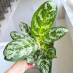 Aglaonema Amazon Silver - obrazek 4