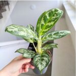 Aglaonema Amazon Silver - obrazek 3