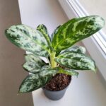 Aglaonema Amazon Silver - obrazek 2