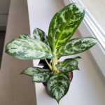 Aglaonema Amazon Silver