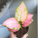 Aglaonema Pinky Promise M - obrazek 10