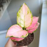 Aglaonema Pinky Promise M - obrazek 14