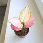 Aglaonema Pinky Promise M - obrazek 13