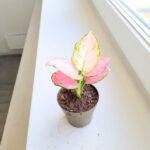 Aglaonema Pinky Promise M - obrazek 12