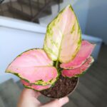 Aglaonema Pinky Promise M - obrazek 11
