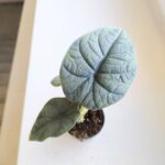 Alocasia Melo - obrazek 7